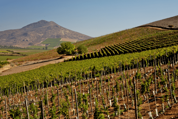 The extreme beauty of Limarí Valley - Concha y Toro