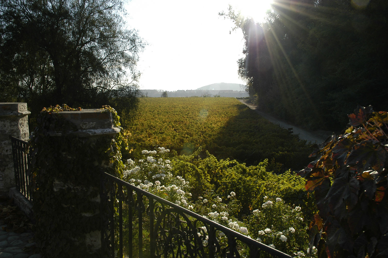 Visitar a Concha y Toro: Um passeio imperdível se você vem à Copa América