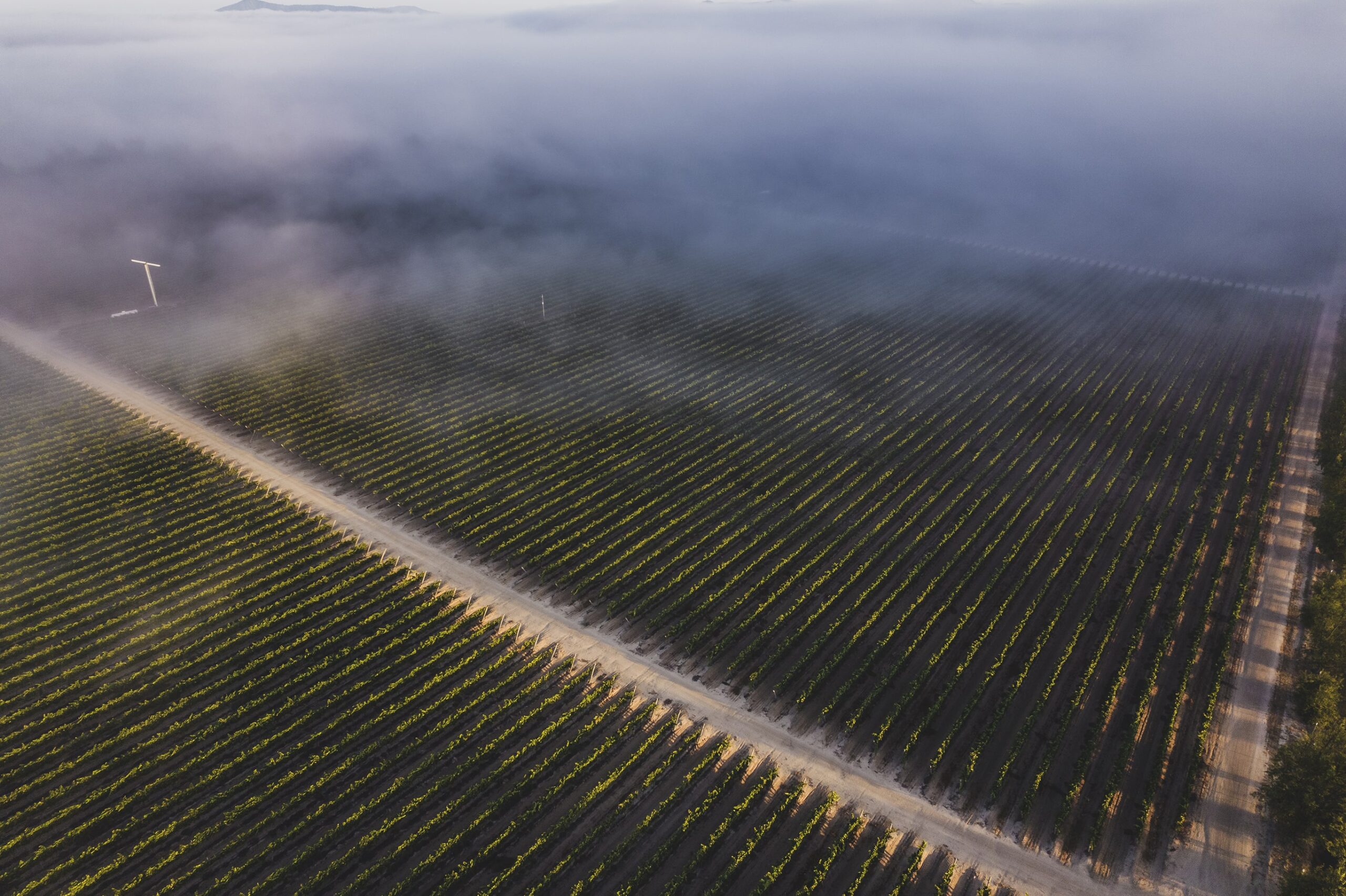 Viñedo con niebla