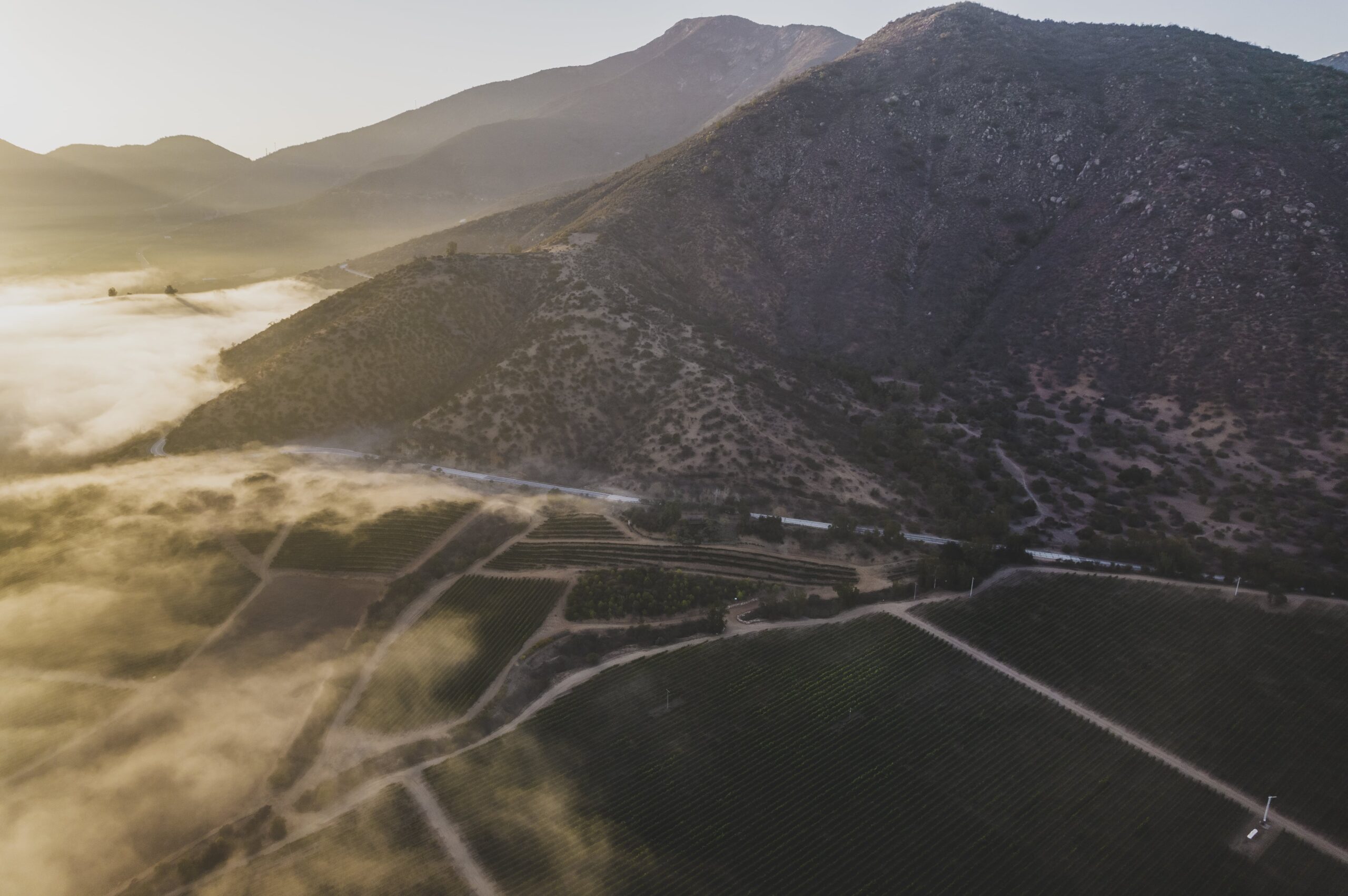 Casa Blanca Vineyard