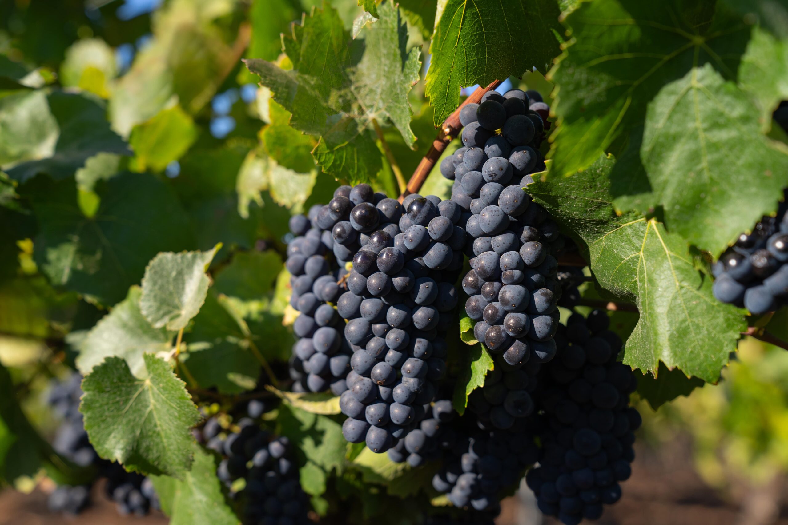 Viñedo Limarí, Pinot noir