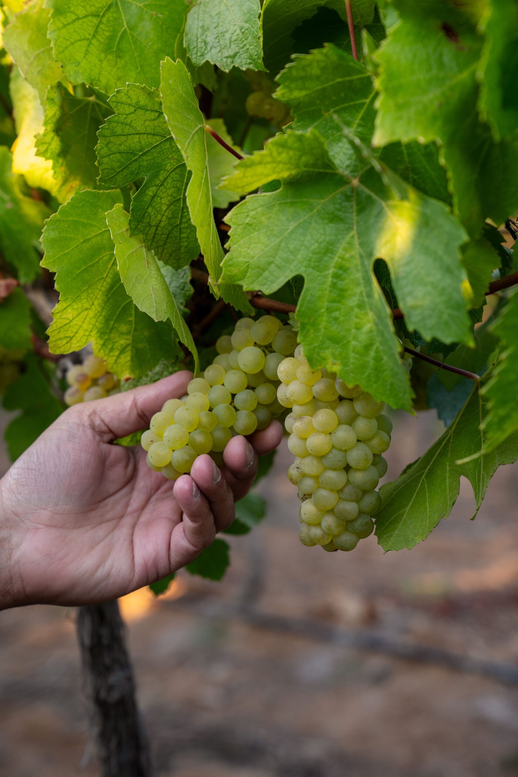 vvineyard Limarí, Chardonnay
