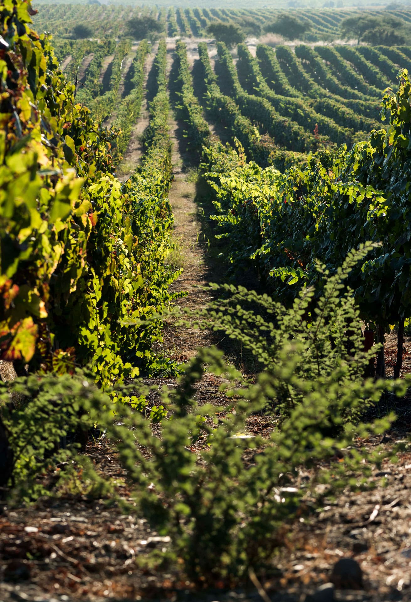 biodiversidad, viñedo lourdes