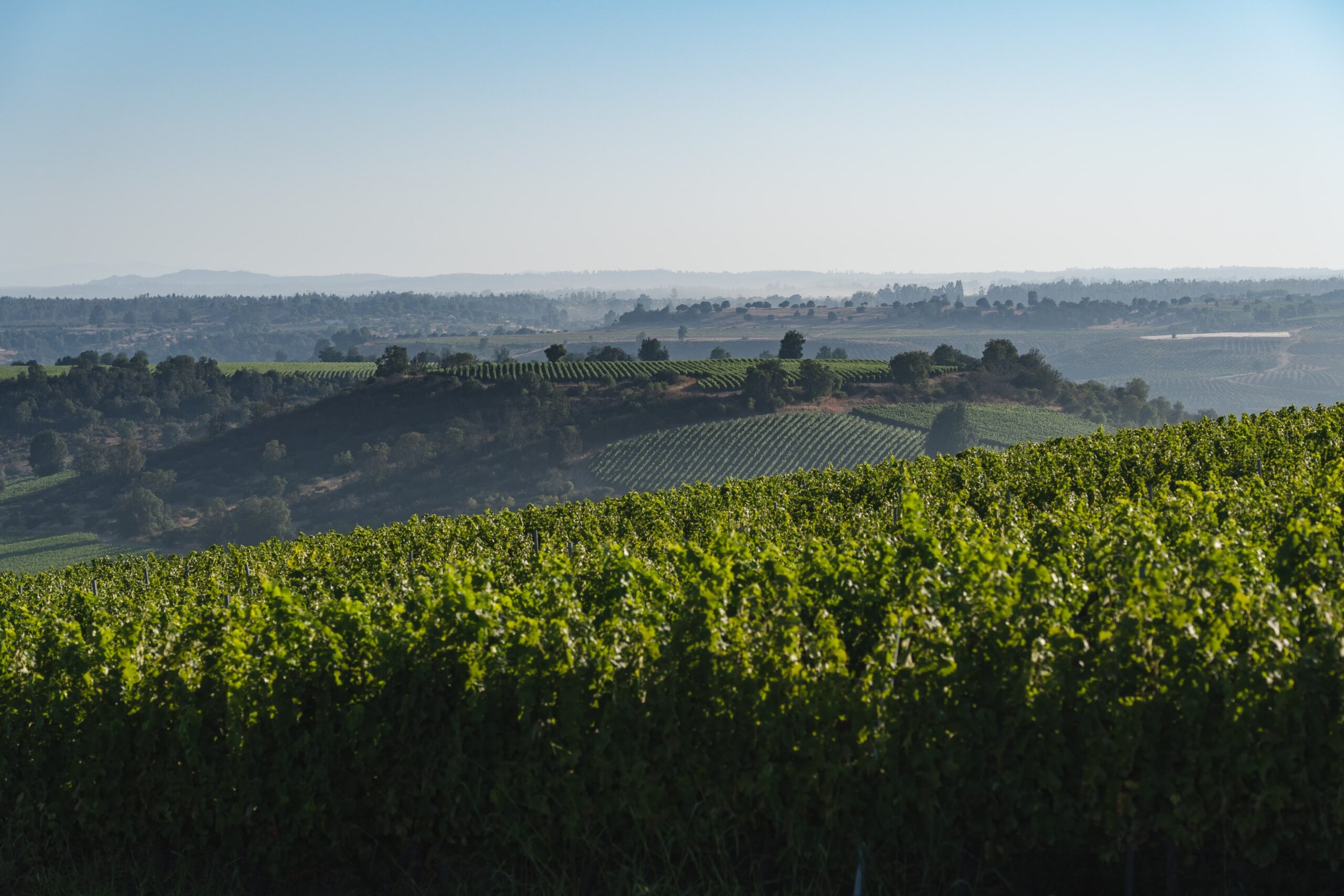 viñedo ucuquer, colchagua