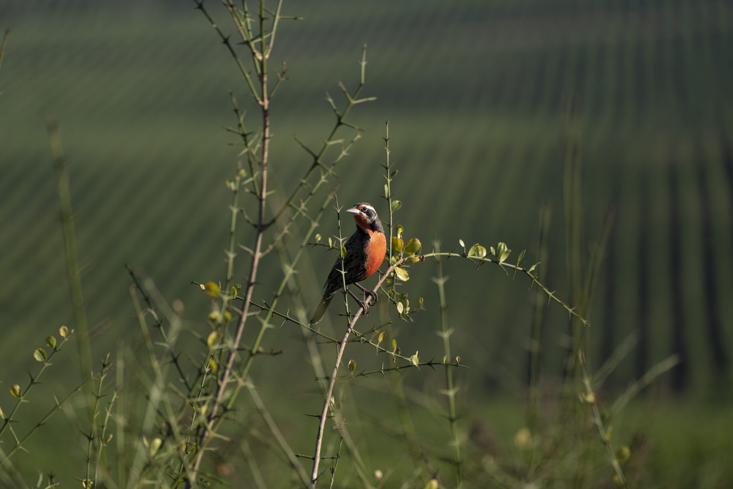 Biodiversidad, Ucuquer en Colchagua