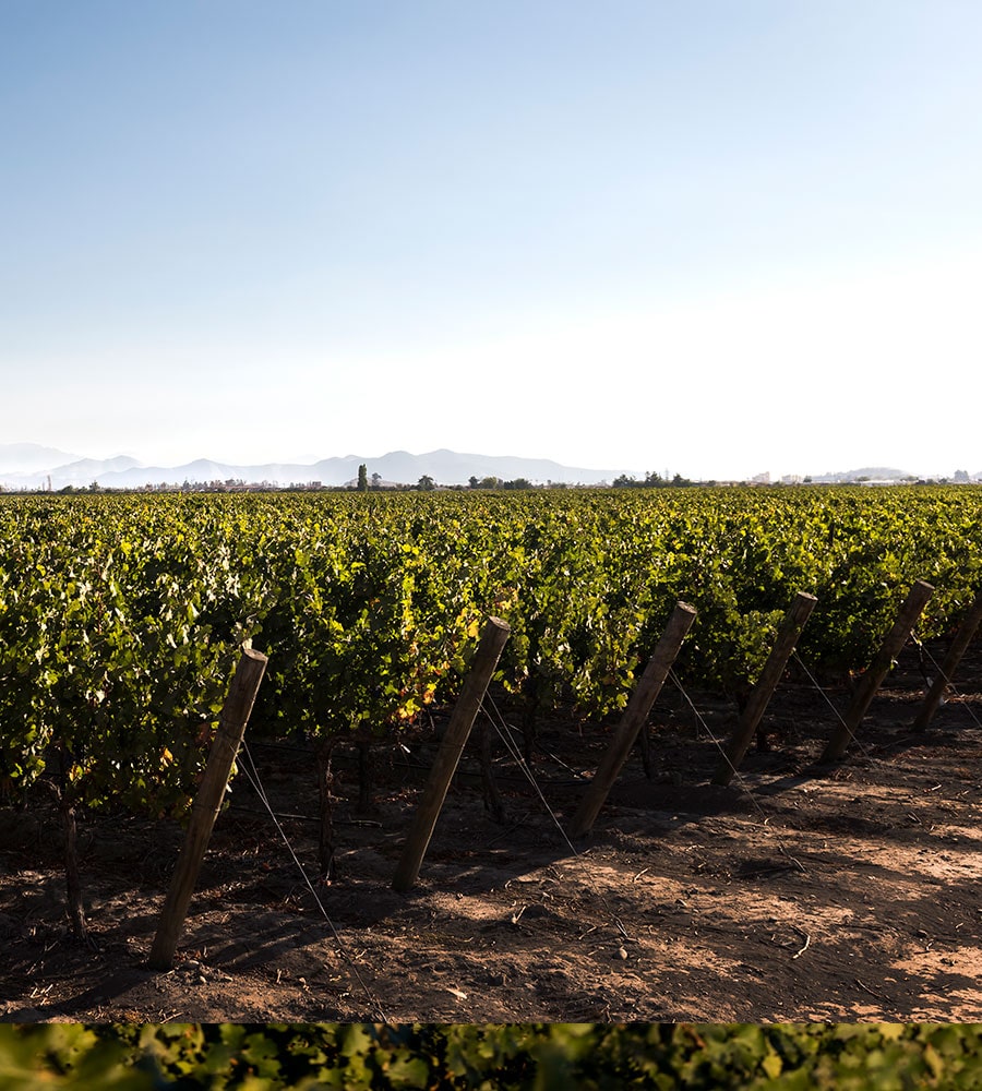 El mariscal , Maipo , Viñedo