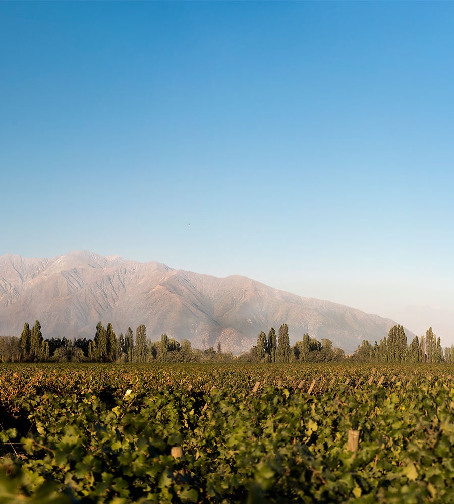 Viñedo Maipo, El mariscal