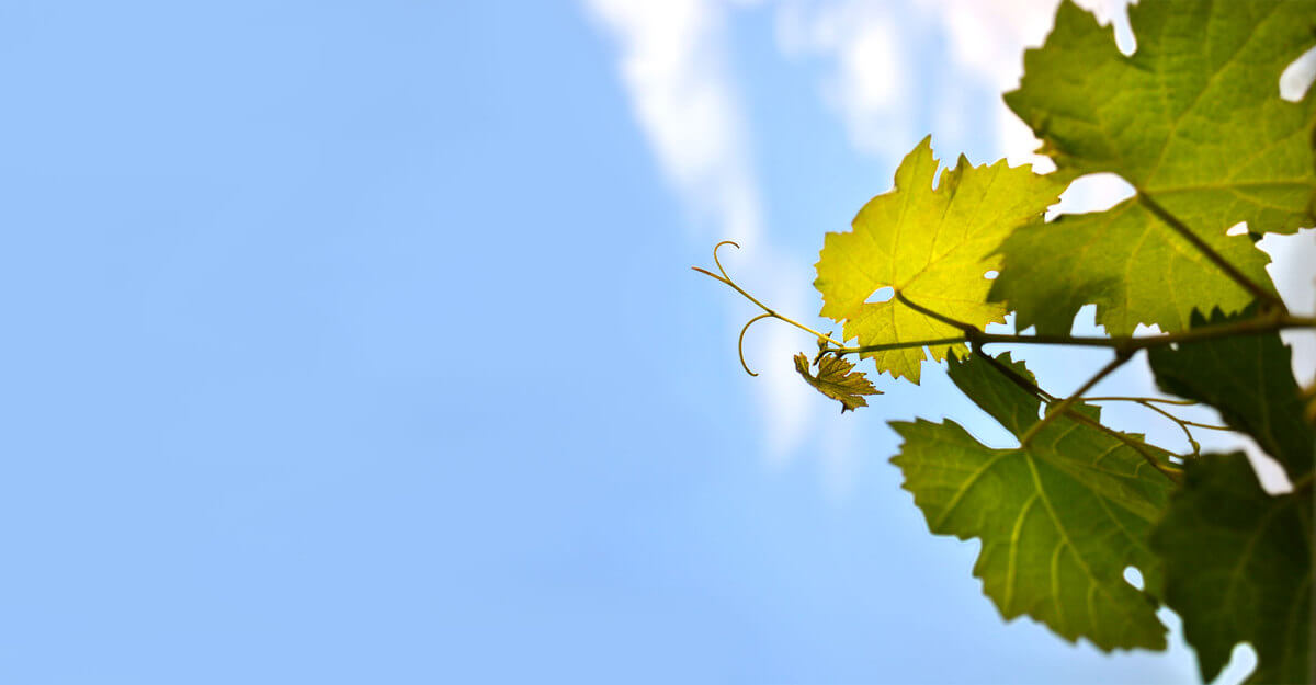 Concha y Toro stands out with its sustainability report