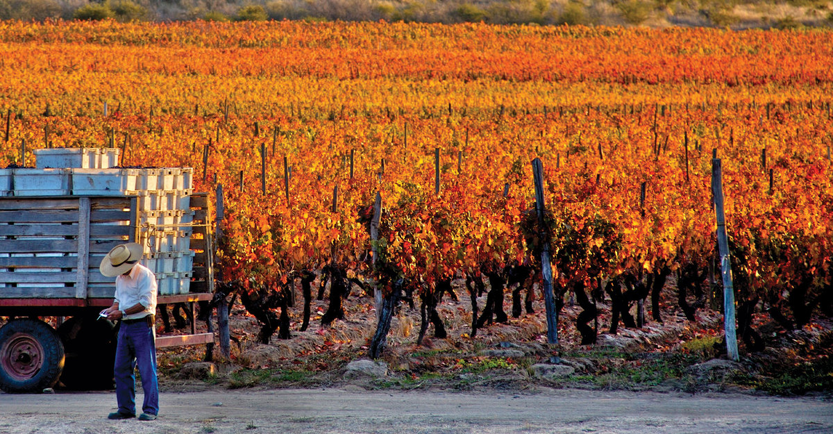 The CAV visits Concha y Toro in Peumo
