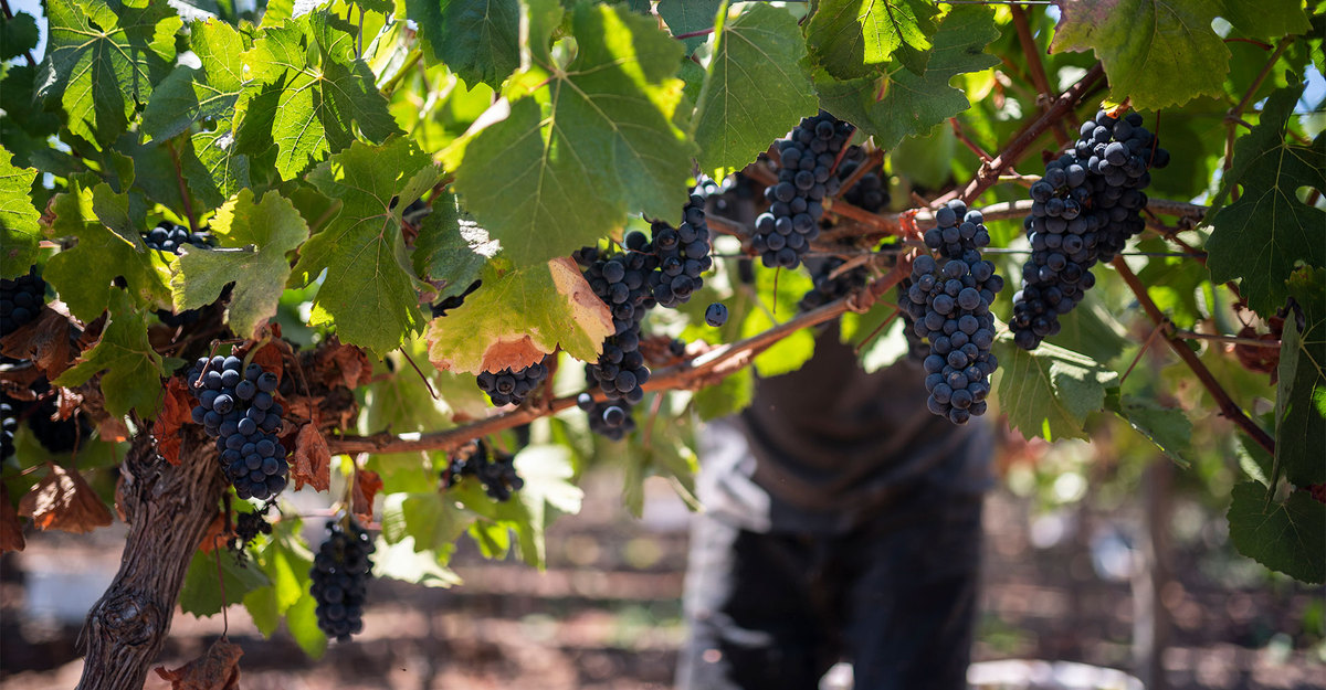 The harvest has arrived!