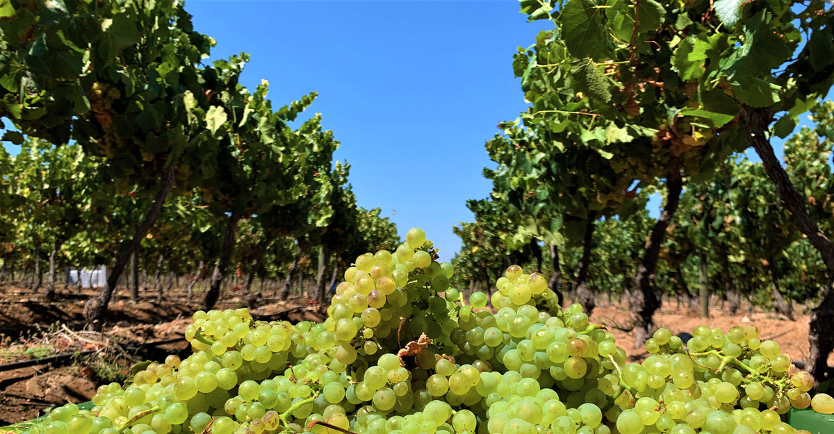 Extraordinary vintage for Amelia