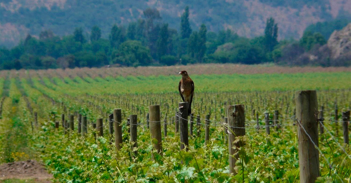 Dia da Terra: o que você precisa saber