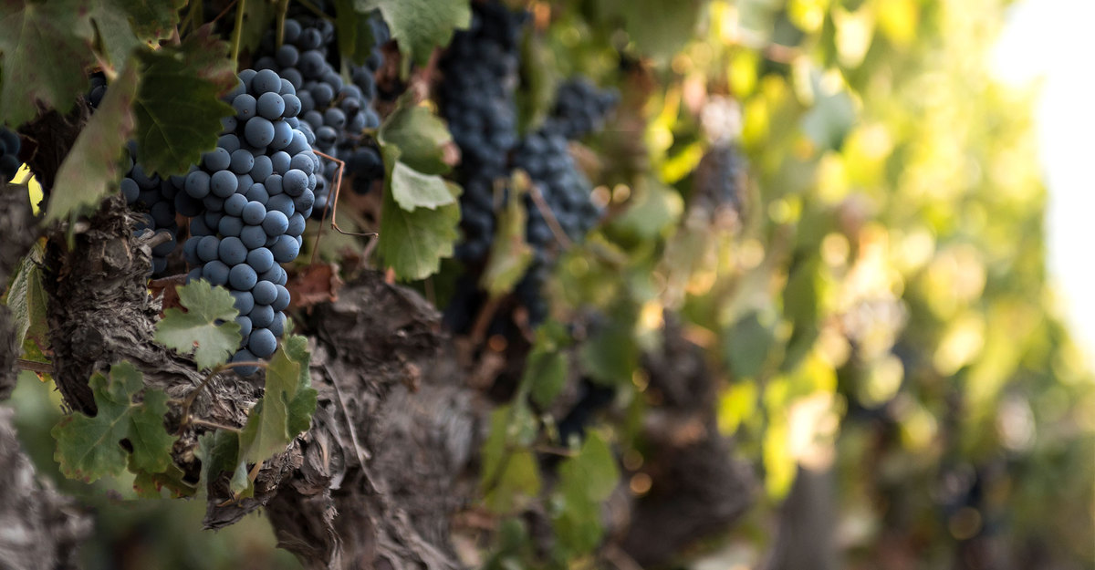 Relatório do Vindimia 2021