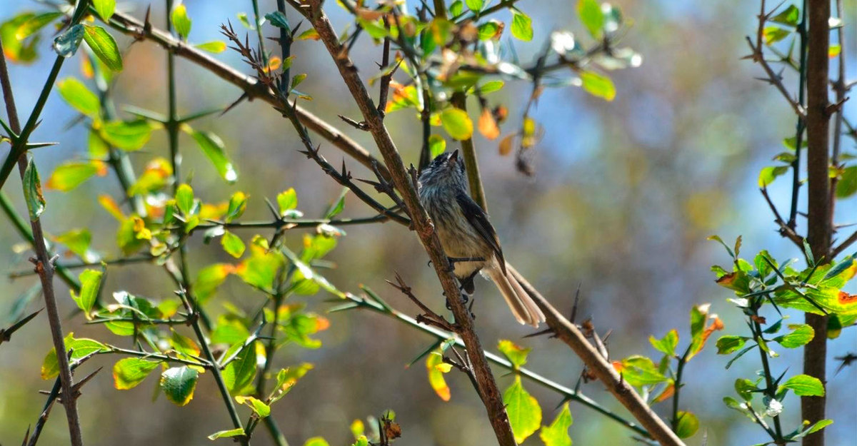Empresa B: La conservación de viñedos y bosques nativos