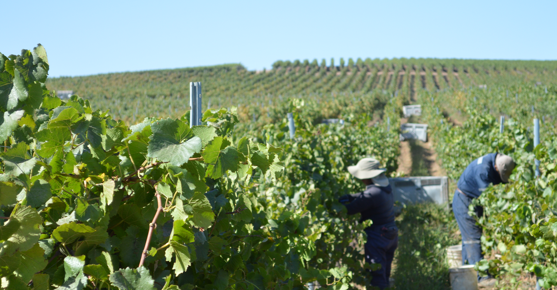 A origem da festa da vindima