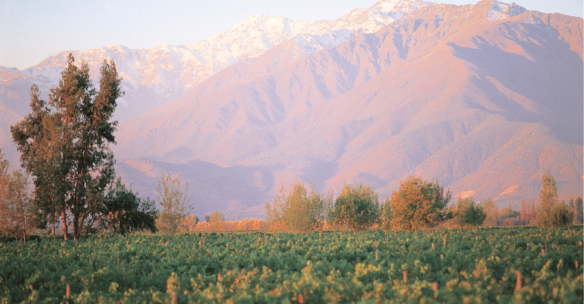 Tres regiones de vino en Chile que se destacan por su Pinot Noir, Cabernet Sauvignon y Carmenere
