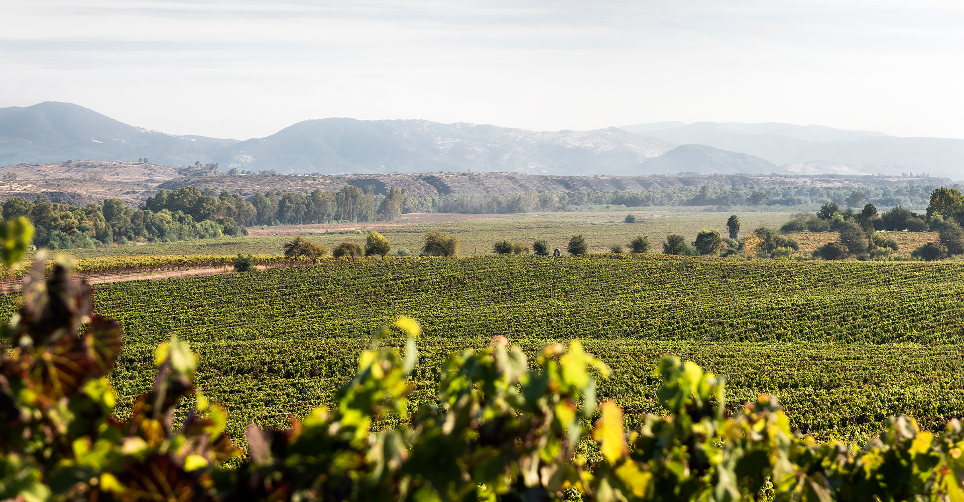 Malbec: Una cepa, dos orígenes