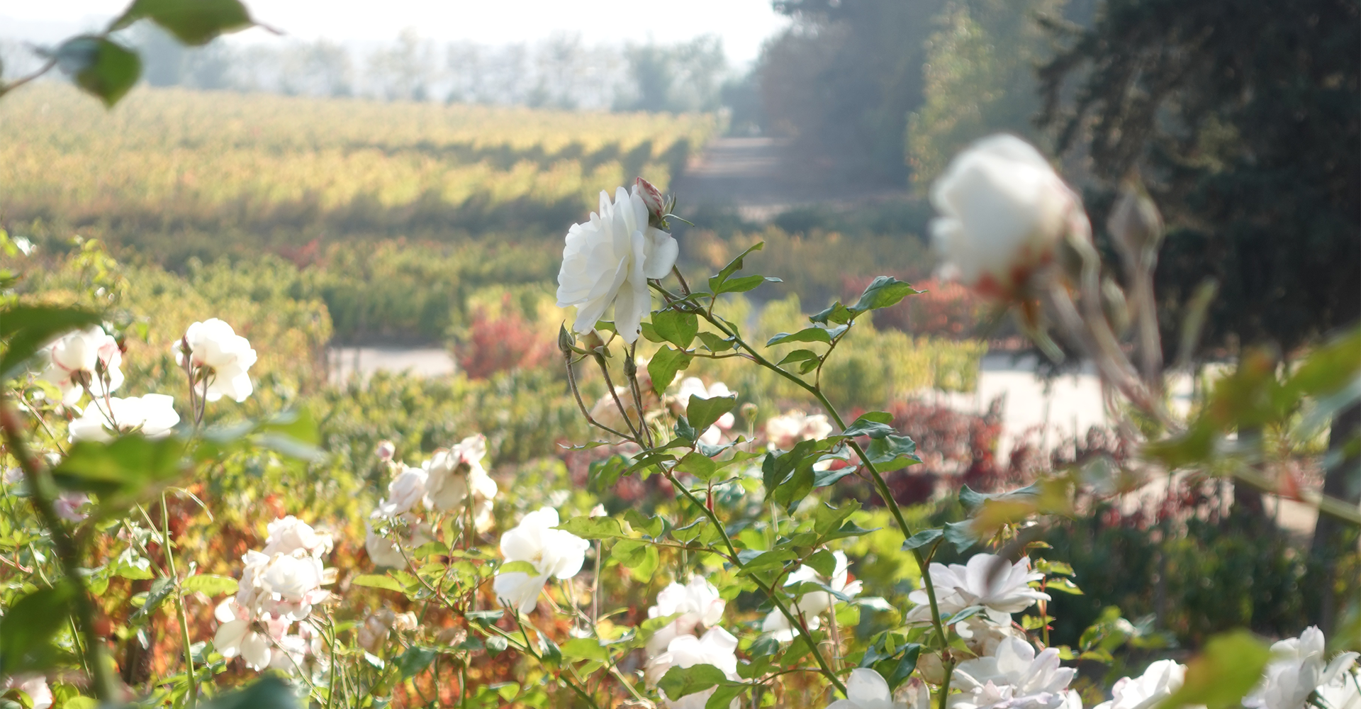 Nuestro Fundo Pirque fue premiado por su compromiso con la biodiversidad