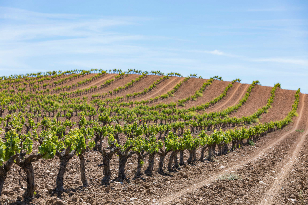 wine destination: Sicily 