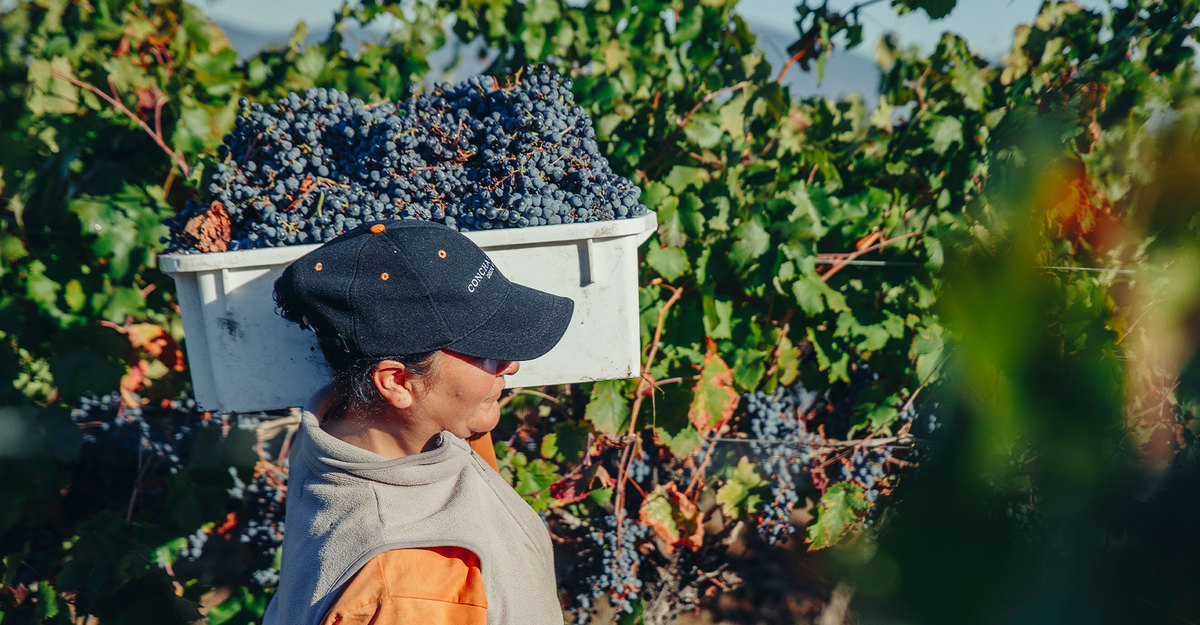 É tempo de vindima! Conheça os segredos da safra 2023