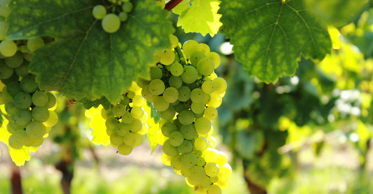 3 regiões para a Viognier