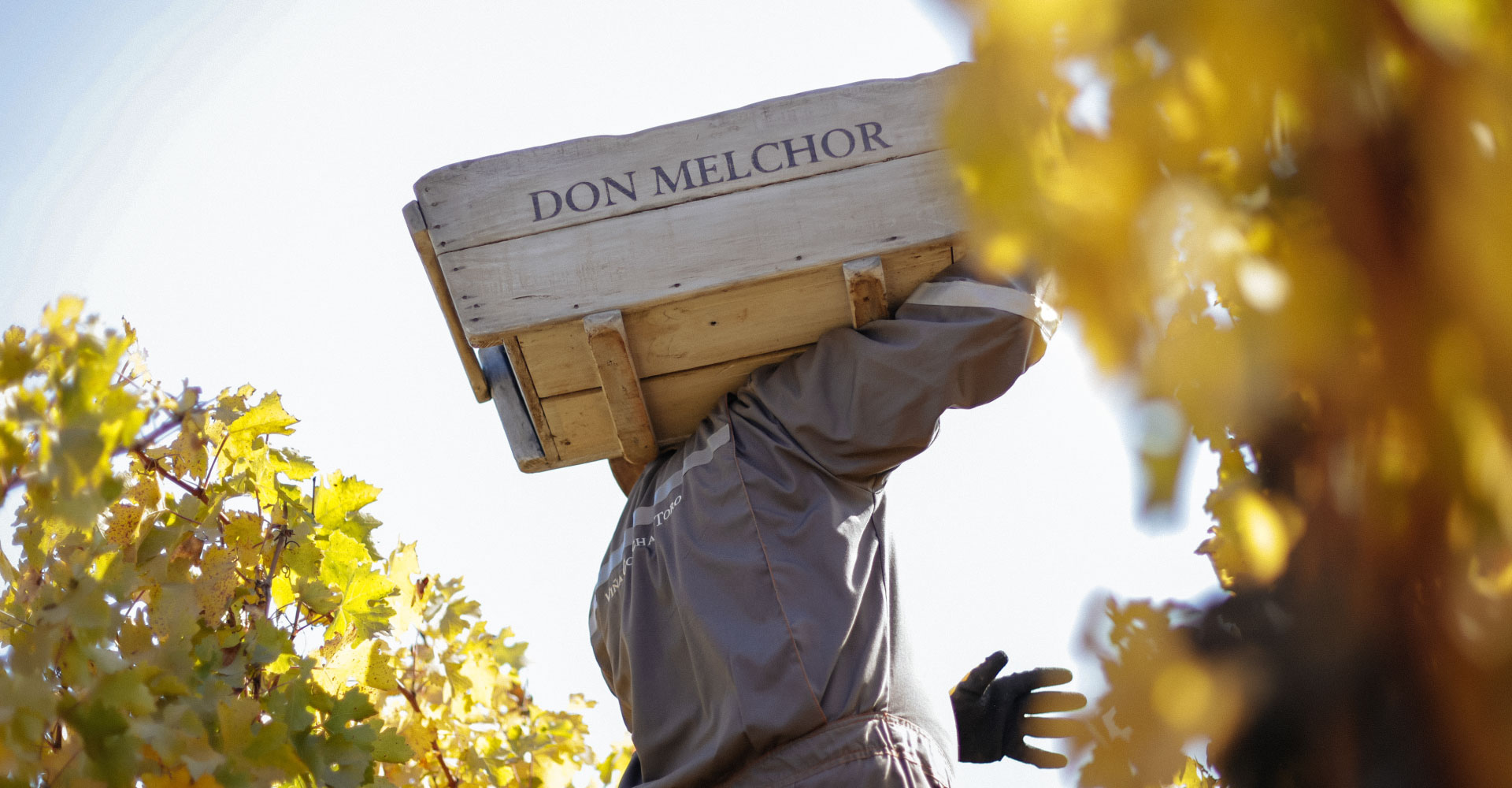 Don Melchor 2021, armonía y elegancia
