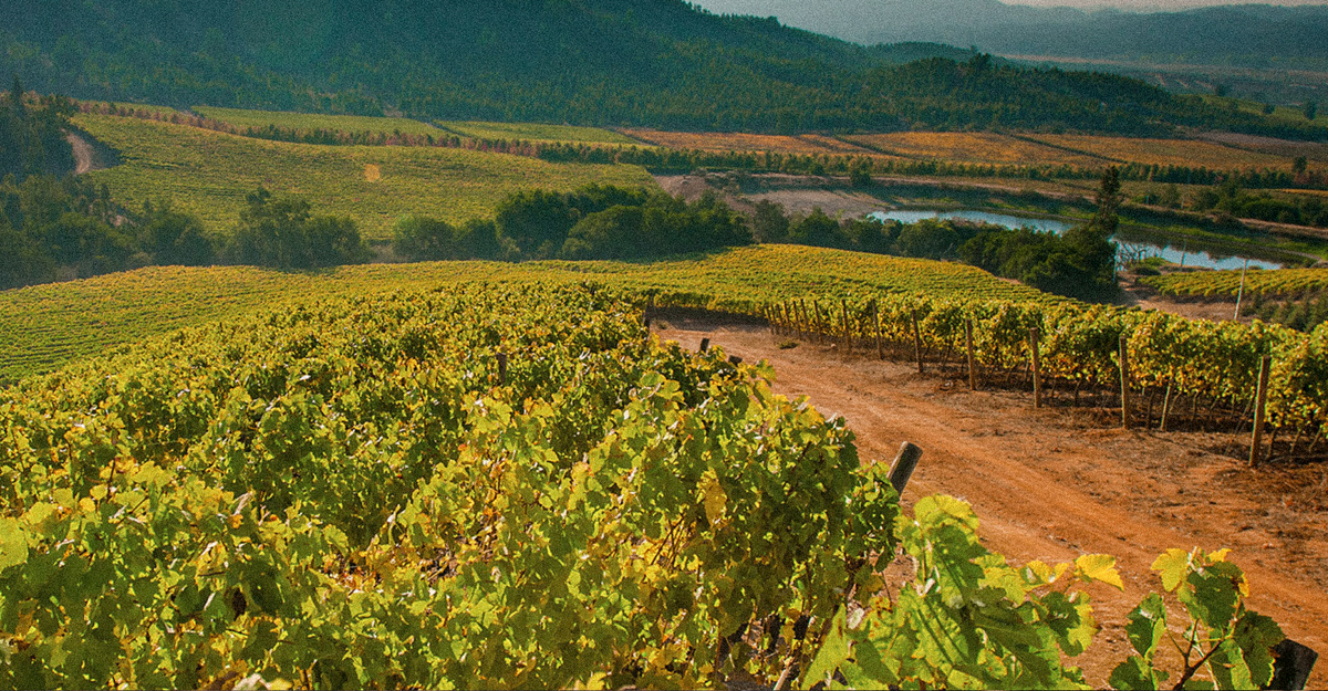 Reporte de Vendimia 2023