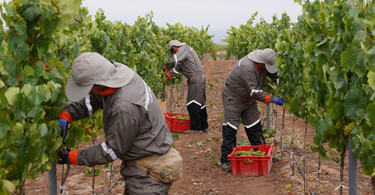 Harvest times in the Limarí Valley