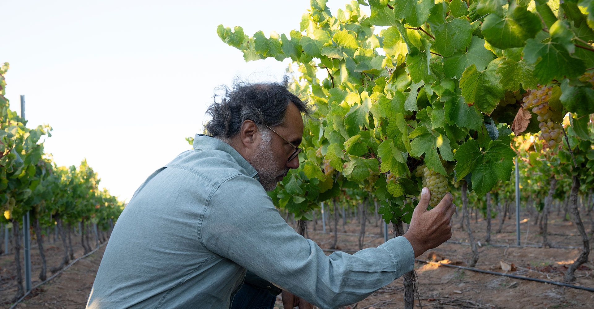 Relive what the 2024 harvest was like in the Limarí Valley