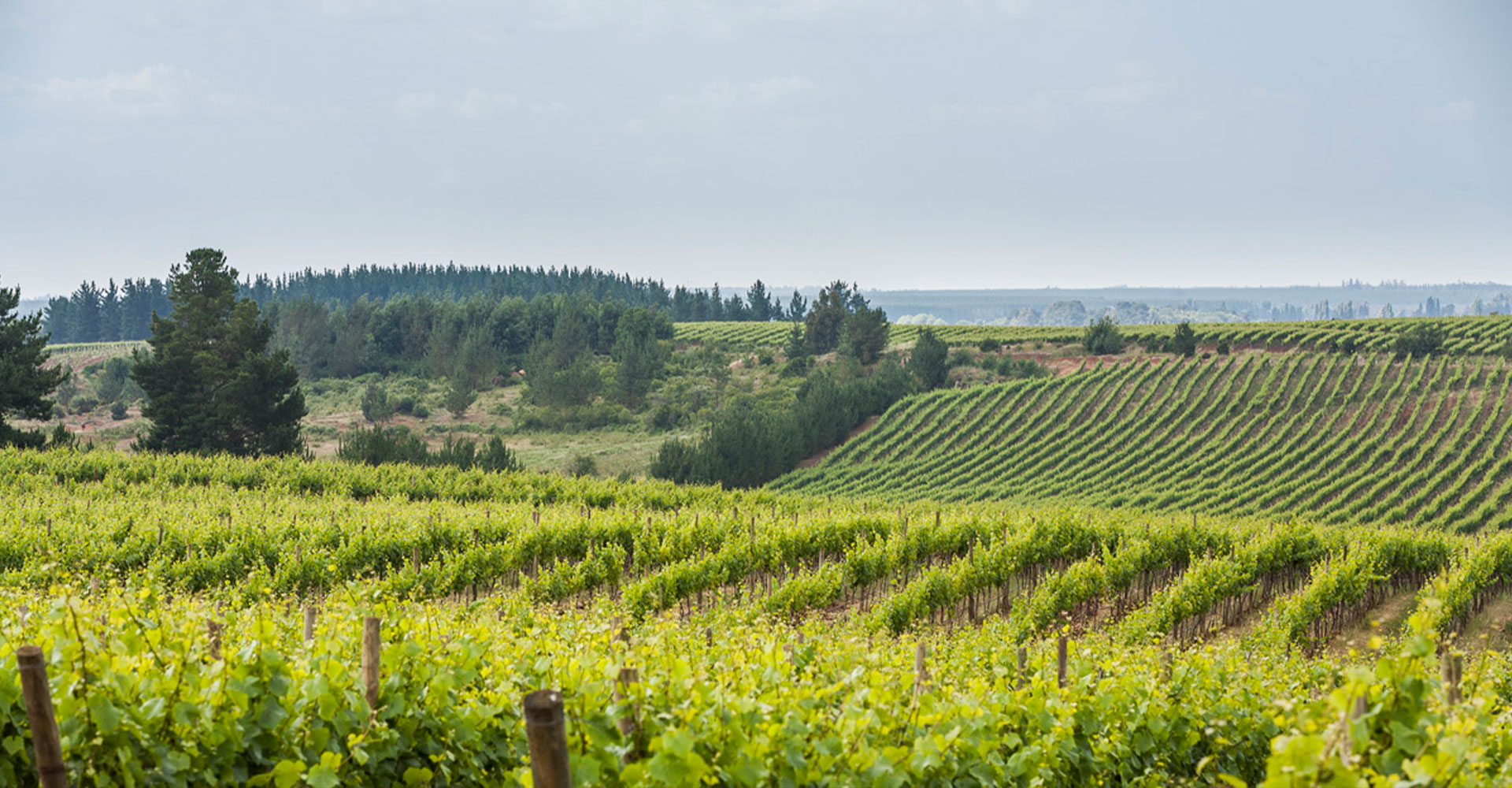 Walmart premia a Viña Concha y Toro como Proveedor Regenerativo