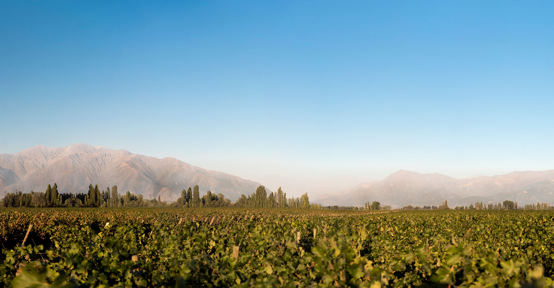 Relive the 2024 harvest at El Mariscal vineyard, D.O. Puente Alto