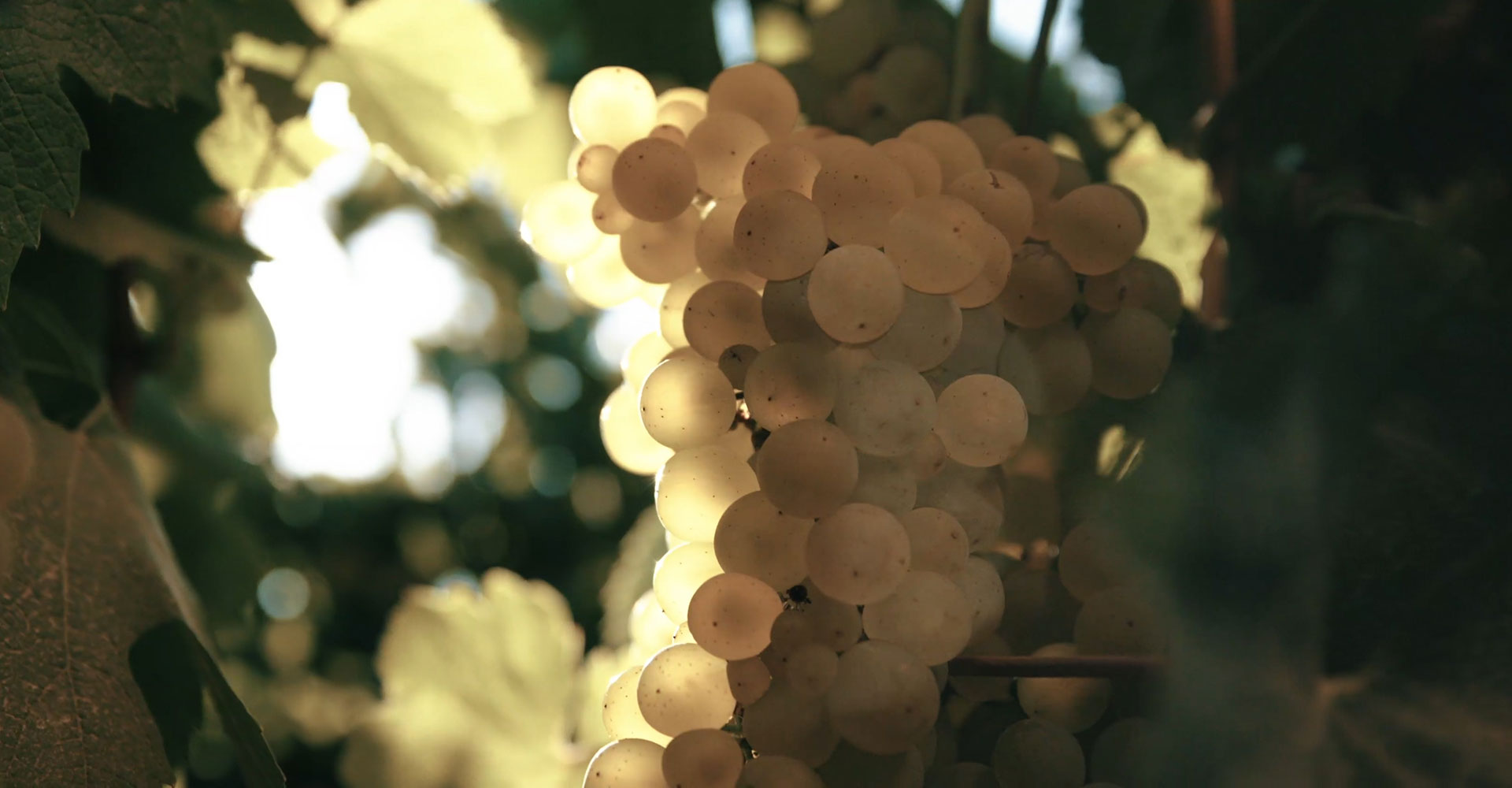 Começa a colheita no Vale do Limarí!