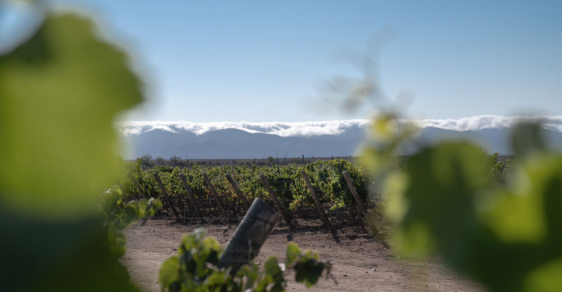 Relatório da Colheita 2025, Vale do Limarí