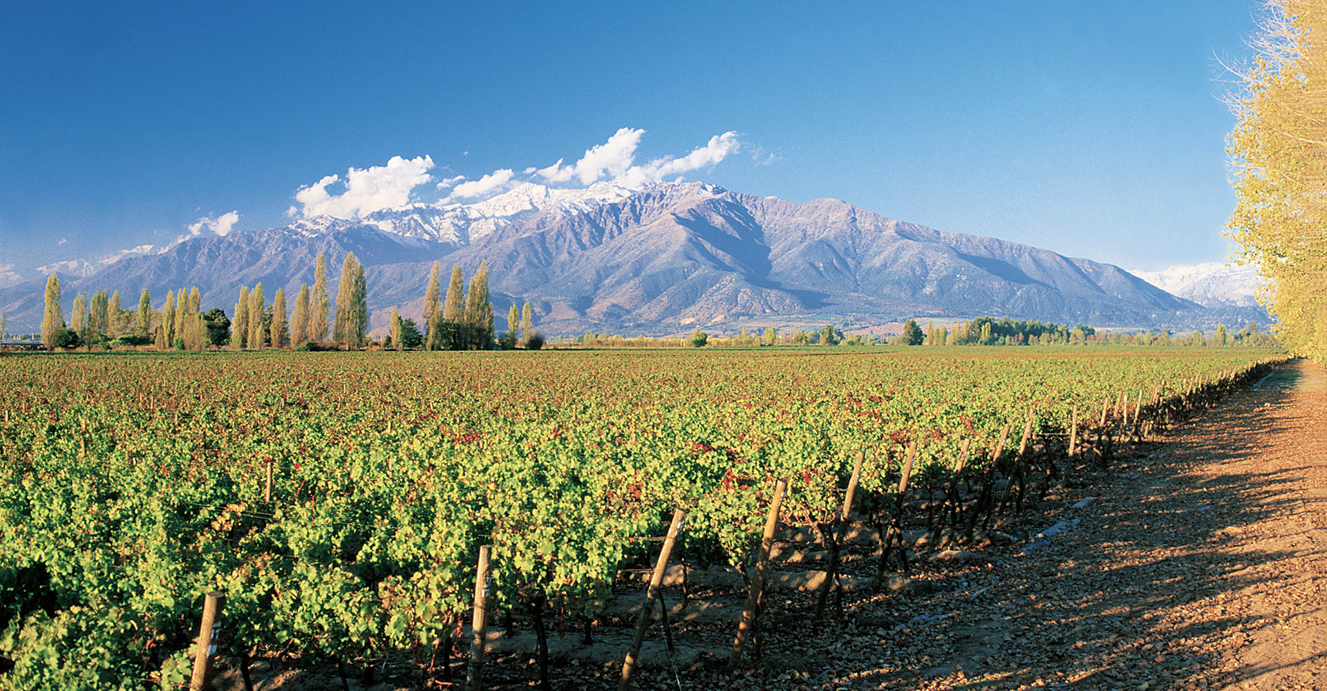 Viña Concha y Toro considera a vindima 2025 como uma das melhores da última década