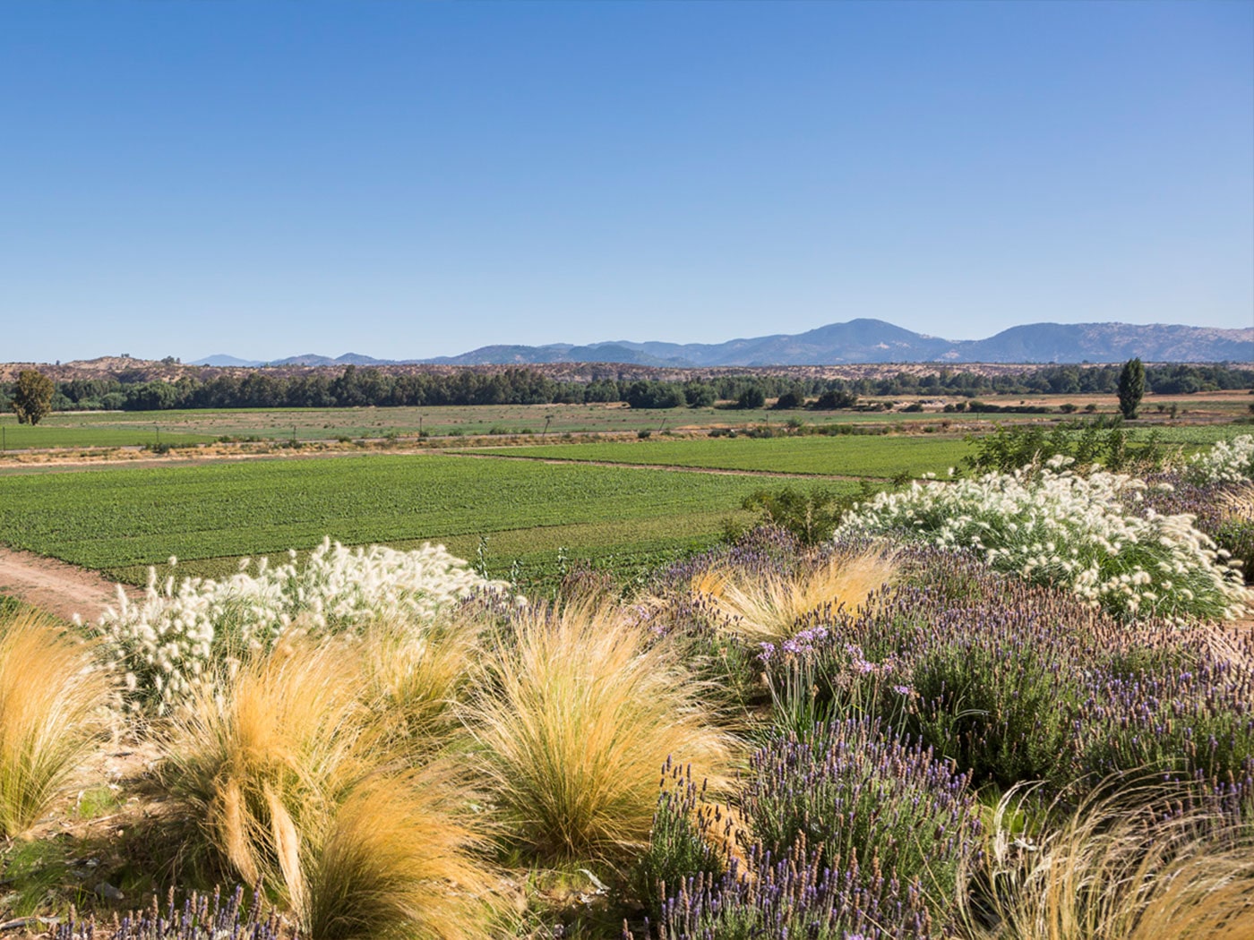 Corredores biologicos y protección de bosques nativos