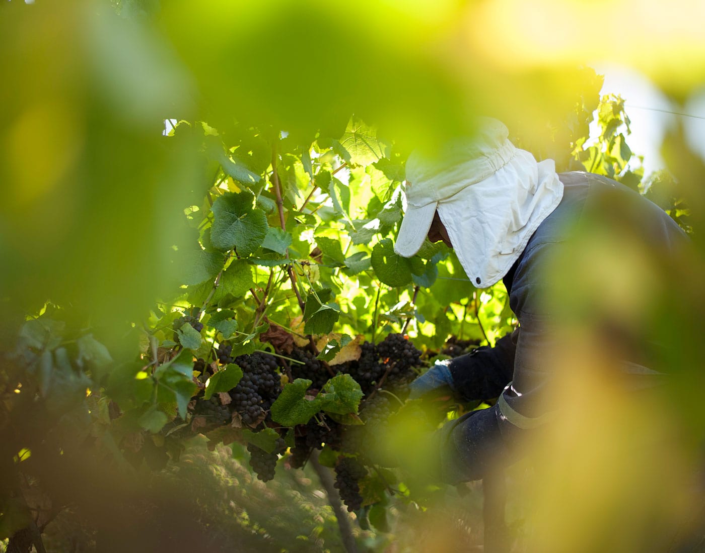 trabajador de vendimia