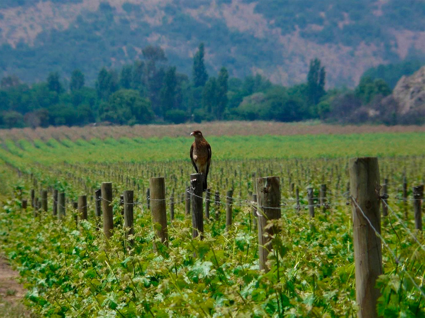 Tiuque Idahue halcón