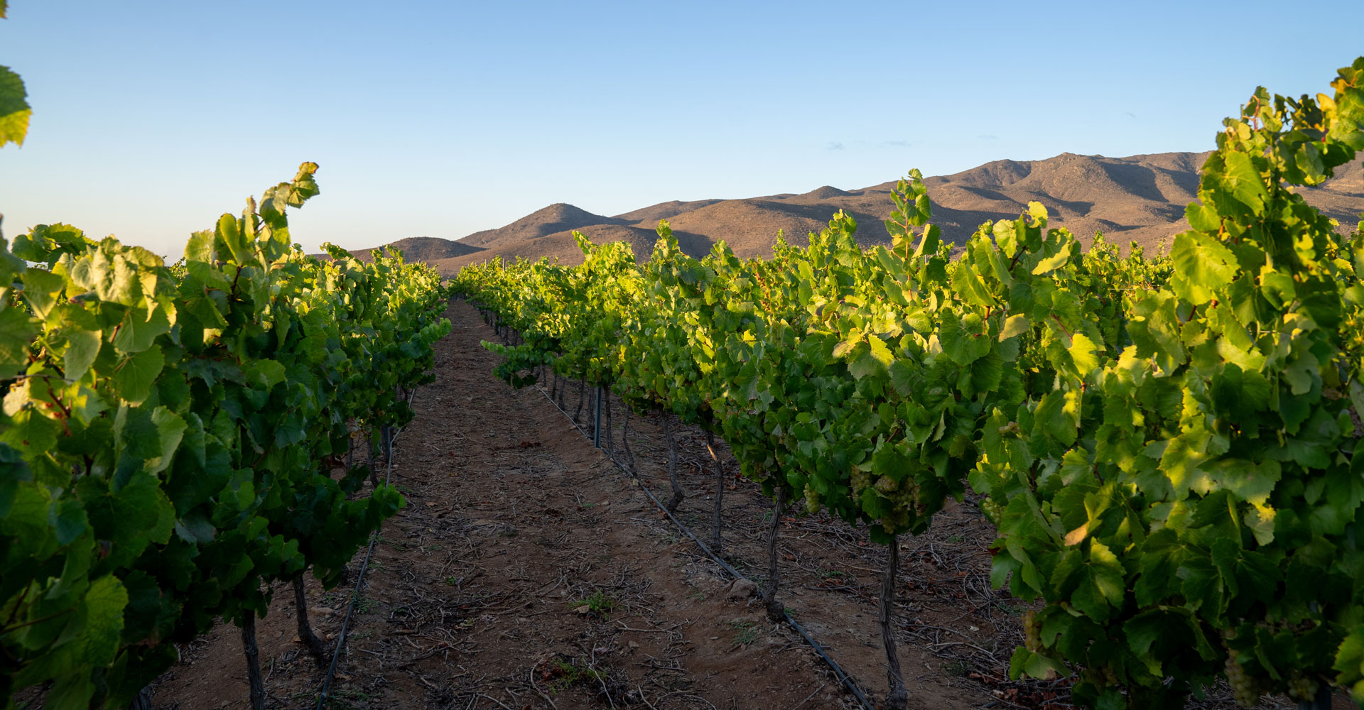 100 Days: In Pursuit of Freshness and Minerality