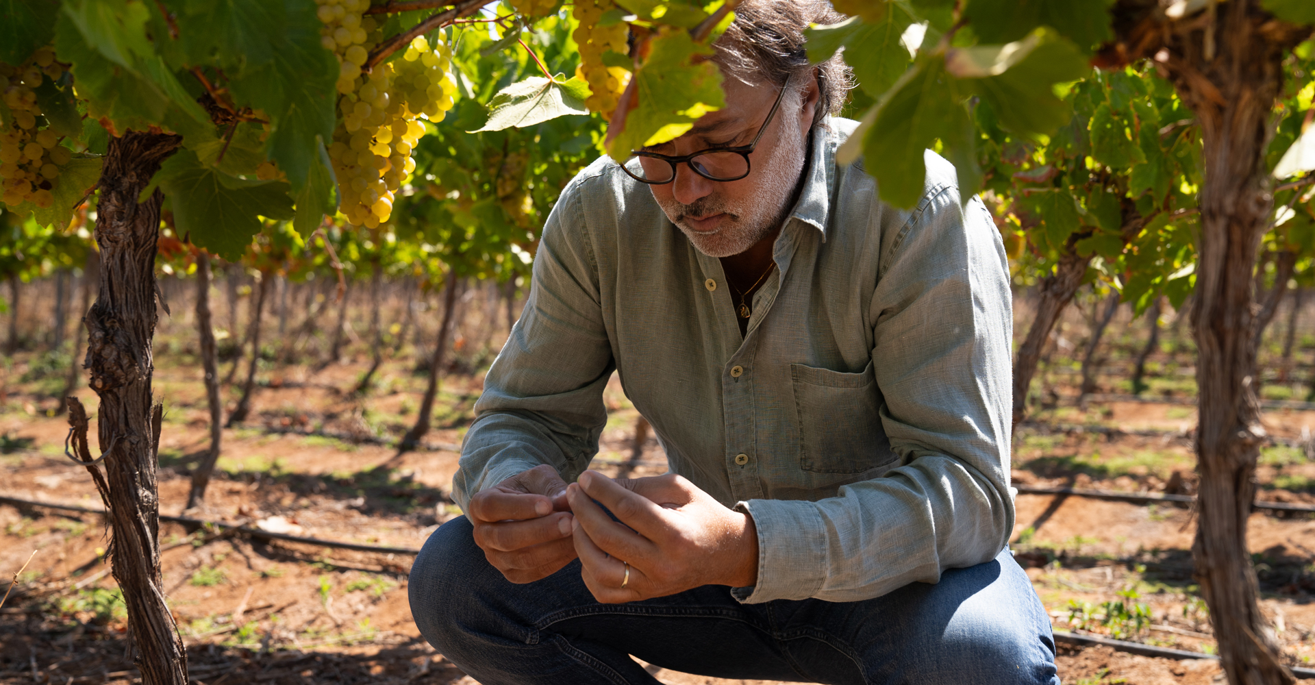 Amelia inicia su vendimia 2026 en el Valle del Limarí