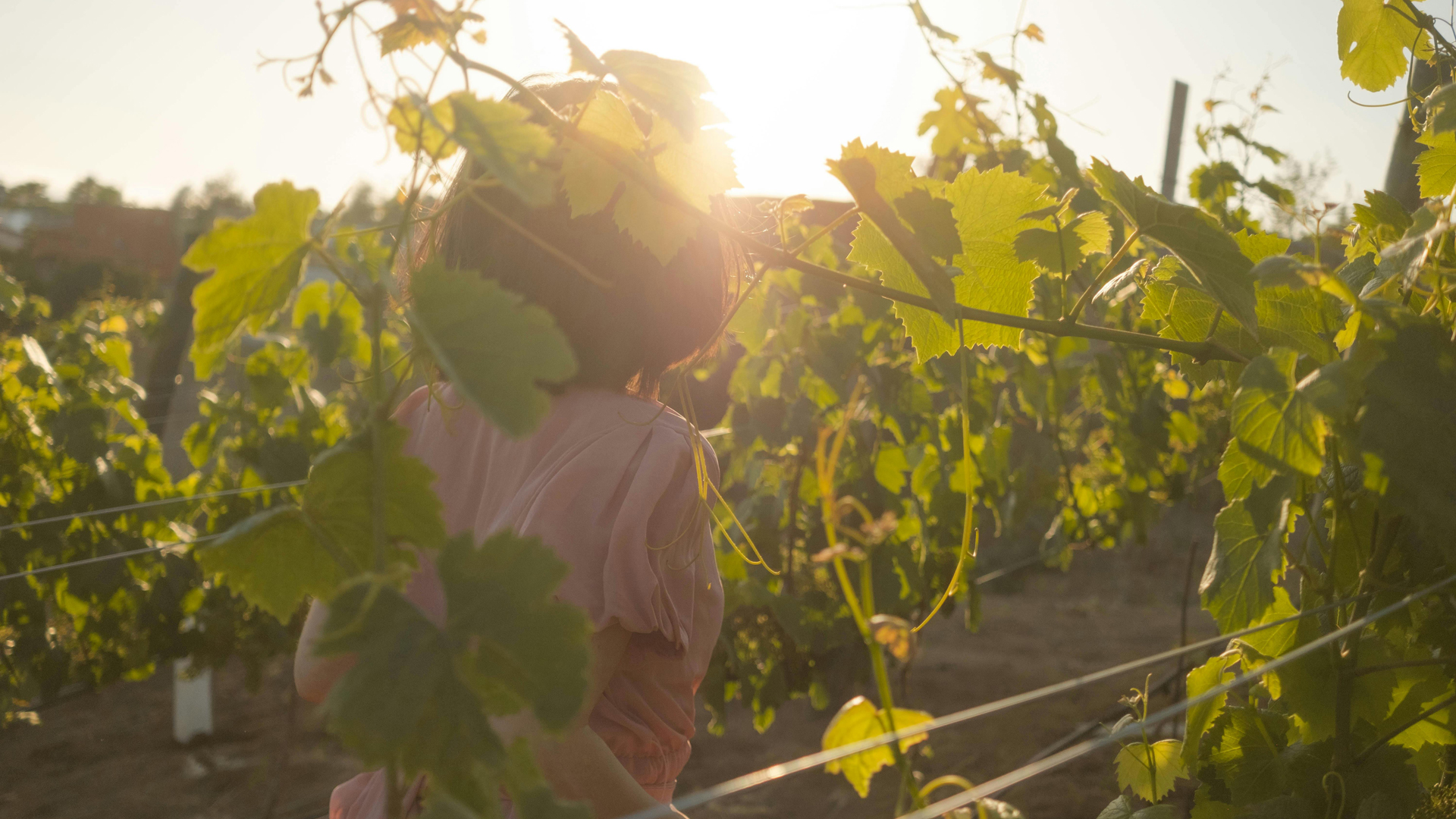 Concha y Toro invita a vivir exclusiva Experiencia Vendimia 2026 en su viñedo de Pirque