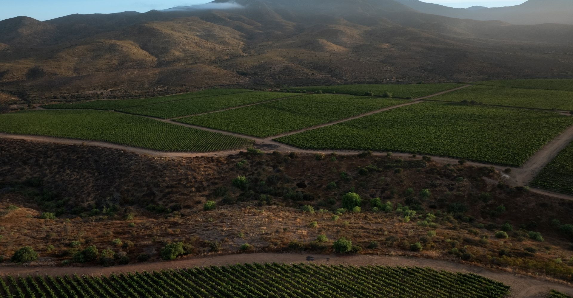 Viña Concha y Toro launches Viña Amelia and takes on new challenge: creating a winery dedicated exclusively to Chardonnay and Pinot Noir