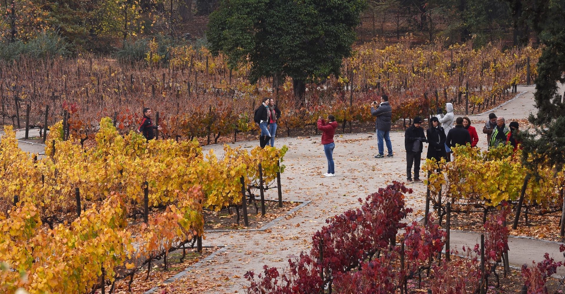 Concha y Toro y Visa se unen para impulsar el turismo en Chile con experiencias y beneficios exclusivos