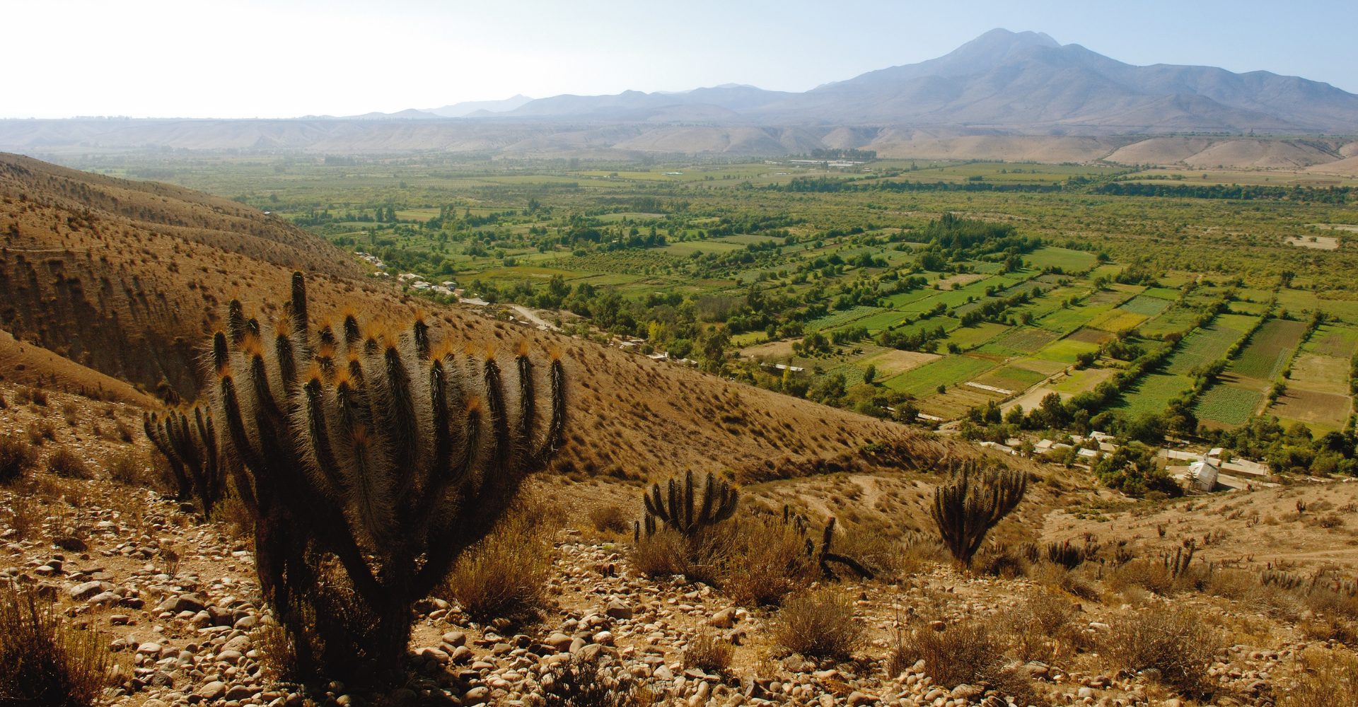 Identidad y origen extremo: Una expresión única del Chardonnay en Chile