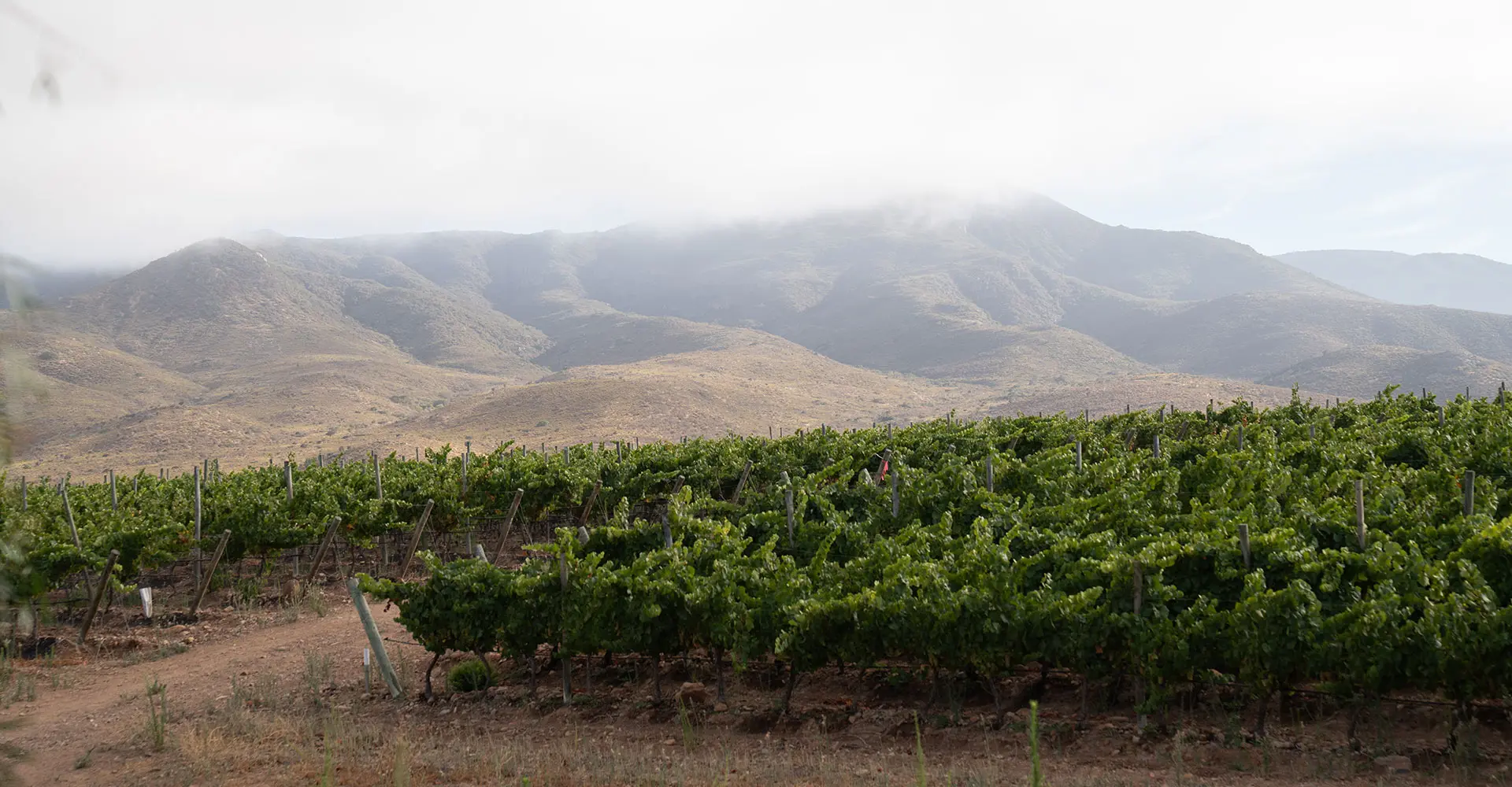 Marcelo Papa y su fascinación por el Pinot Noir
