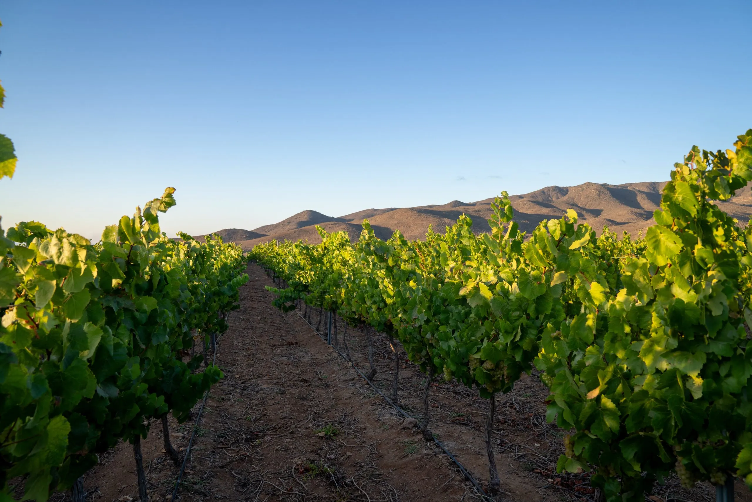 vineyard Limarí