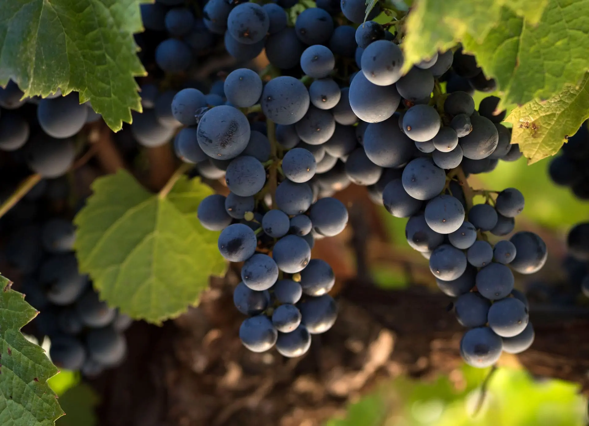 uvas tintas