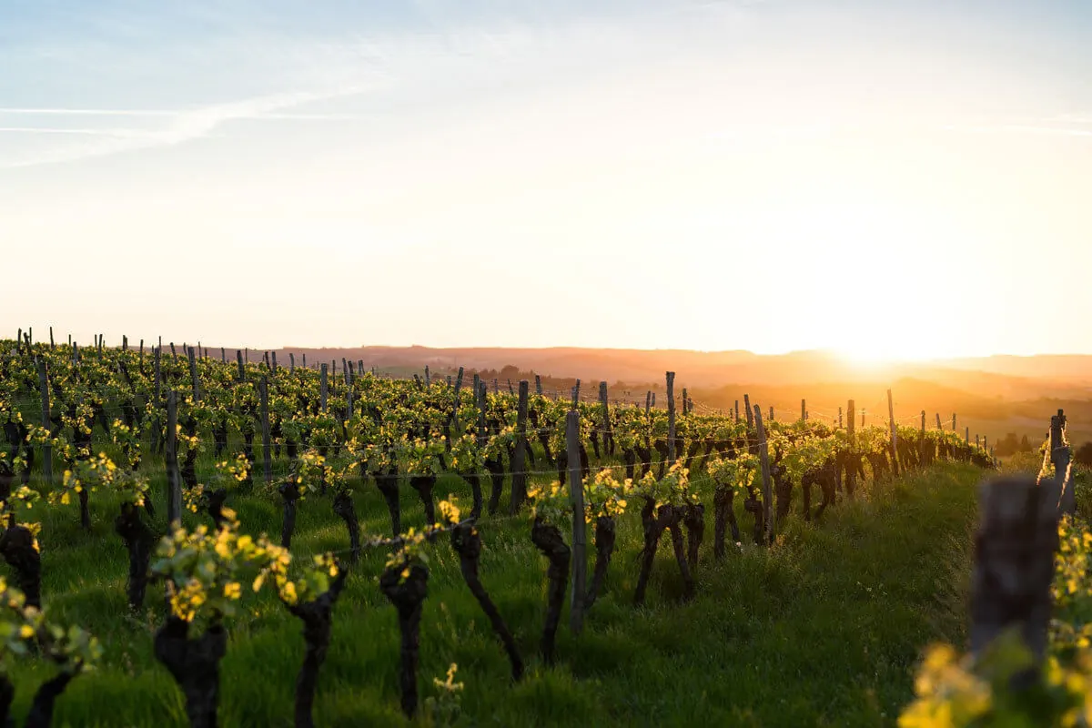 vinedofrancia