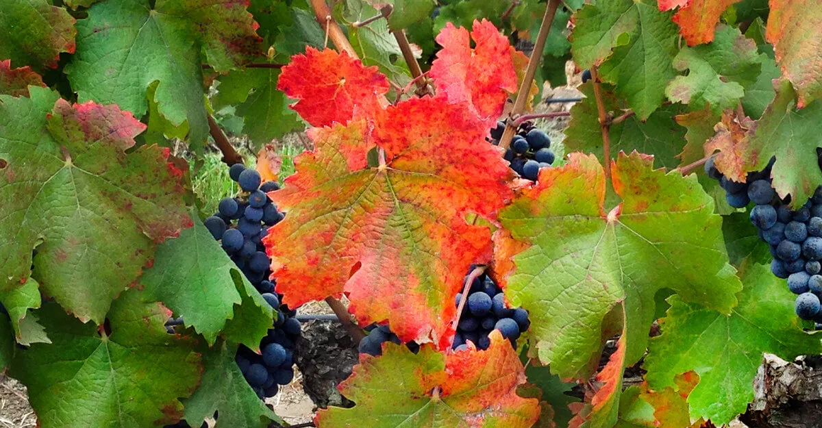 The new style of Chilean Carmenere