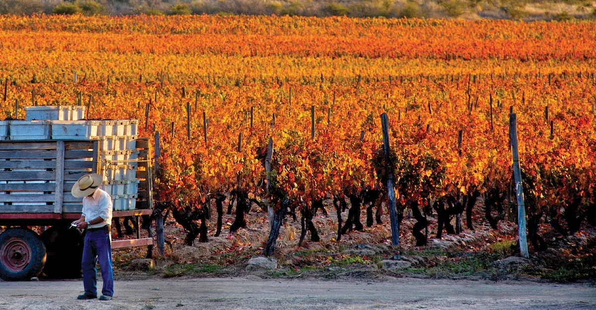 The CAV visits Concha y Toro in Peumo