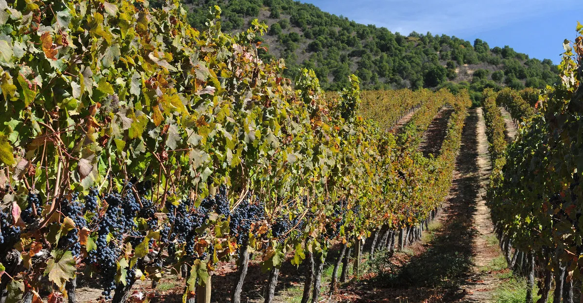 Syrah, a seductive wine